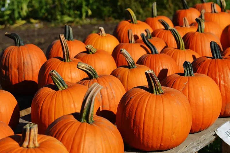 Mr. Jack O' Lanterns Pumpkins (LA - W 3rd St) photo