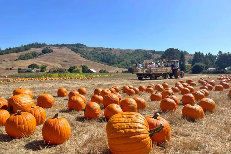 Nicasio Valley Farms Pumpkin Patch