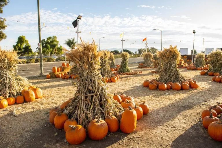 Pick of the Patch Pumpkins San Lorenzo photo