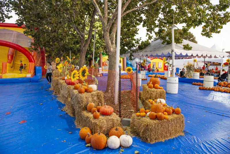 Pick of the Patch Pumpkins - Santa Clara