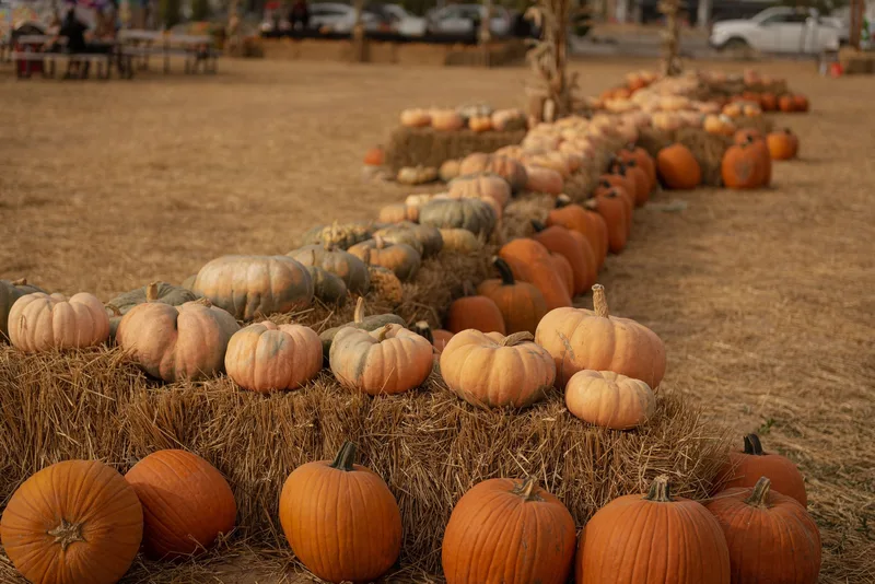 Pumpkin Palooza photo
