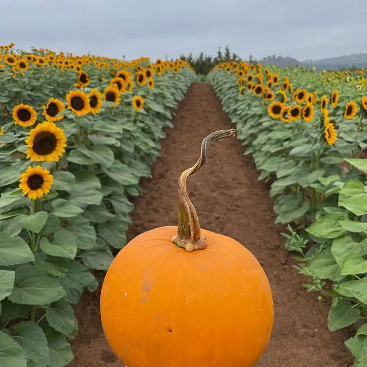 Pumpkin Station at Rancho Bernardo photo