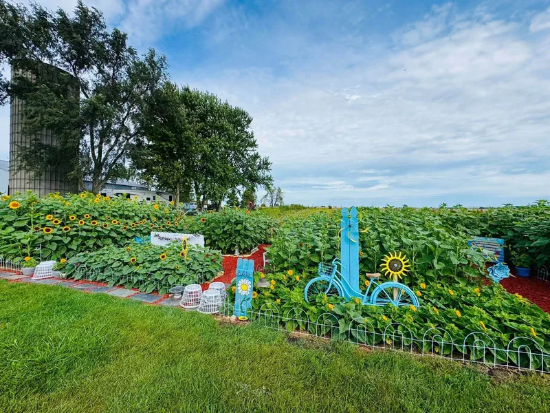 Captain Jack's Pumpkin Patch photo