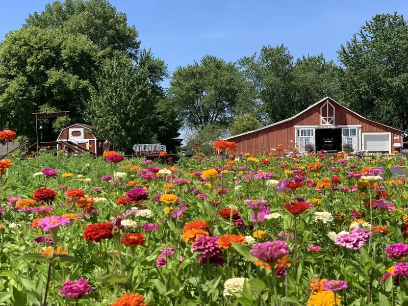 Indian Creek Farmstead & Pumpkin Patch photo
