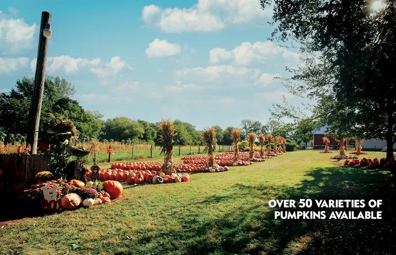 Johnson's Pumpkin Stand & Corn Maze photo