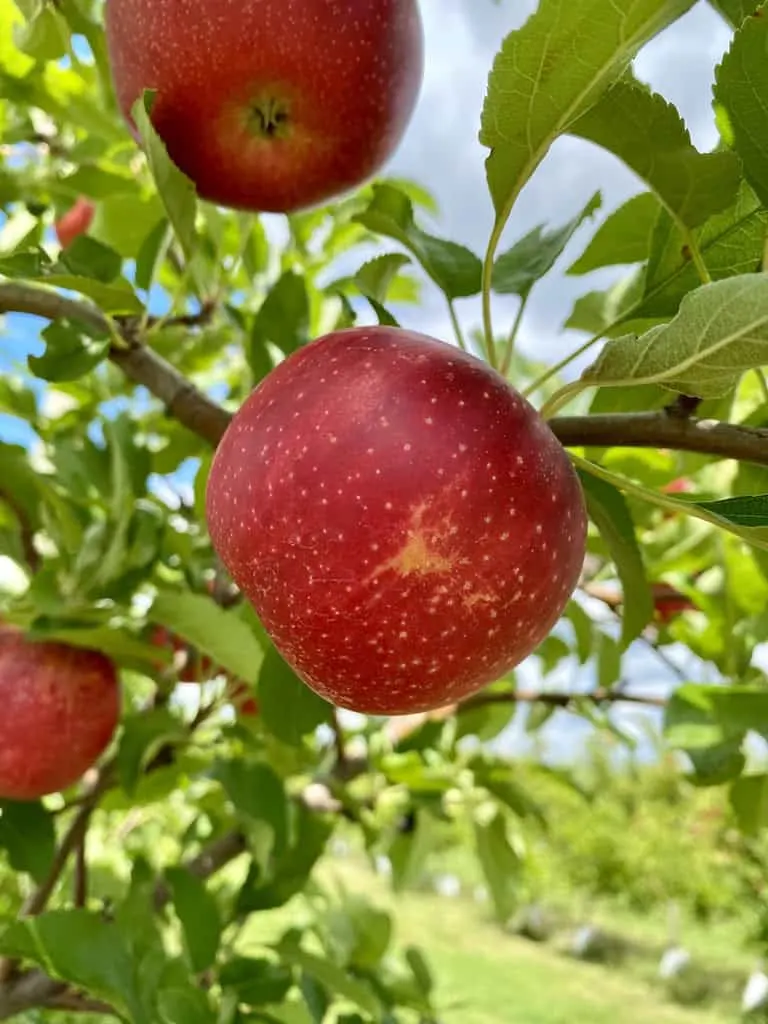 Kellers Farmstand photo