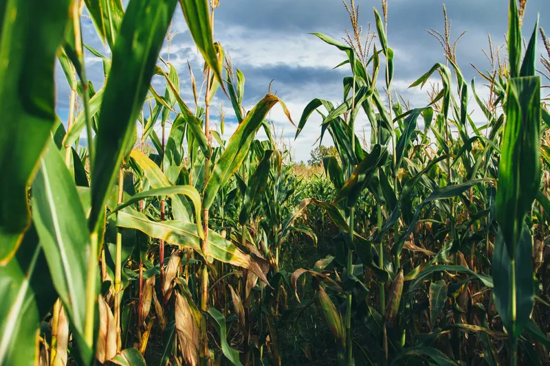 Kroll's Fall Harvest Farm