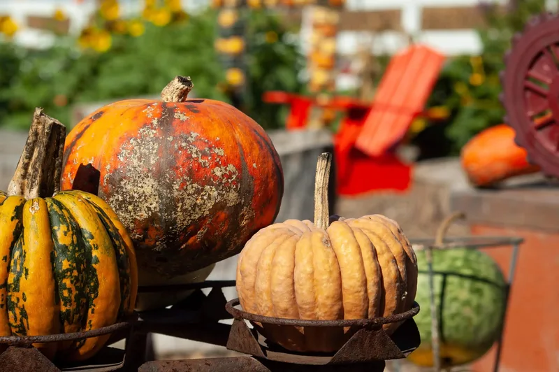 The Great Pumpkin Patch photo