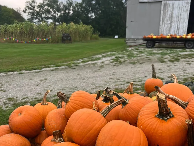 Wildcreek Farm Pumpkin Patch