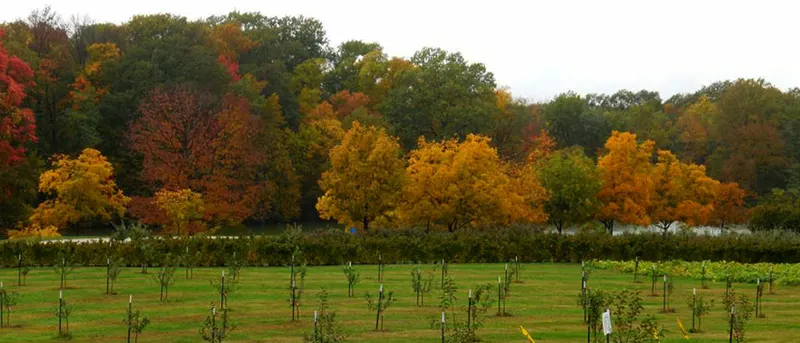 Anderson Orchard
