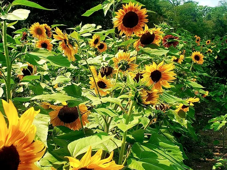 Knollbrook Farm