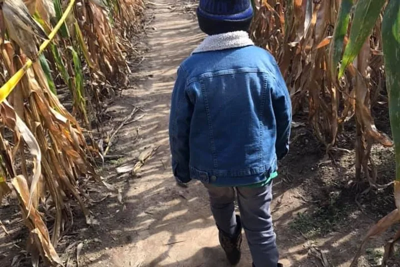 The Amazing Maze and Pumpkin Patch