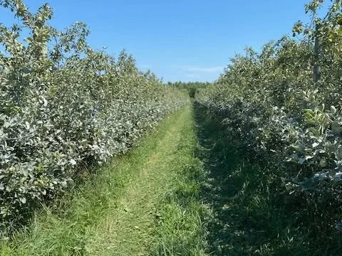 Almar Orchards Organic