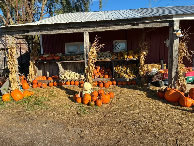 Denny's U-Pick Pumpkins photo