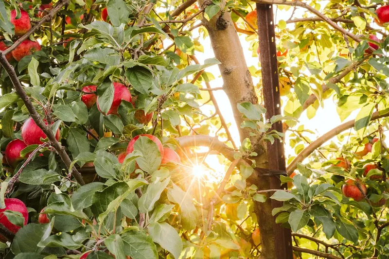 Golden River Orchard photo