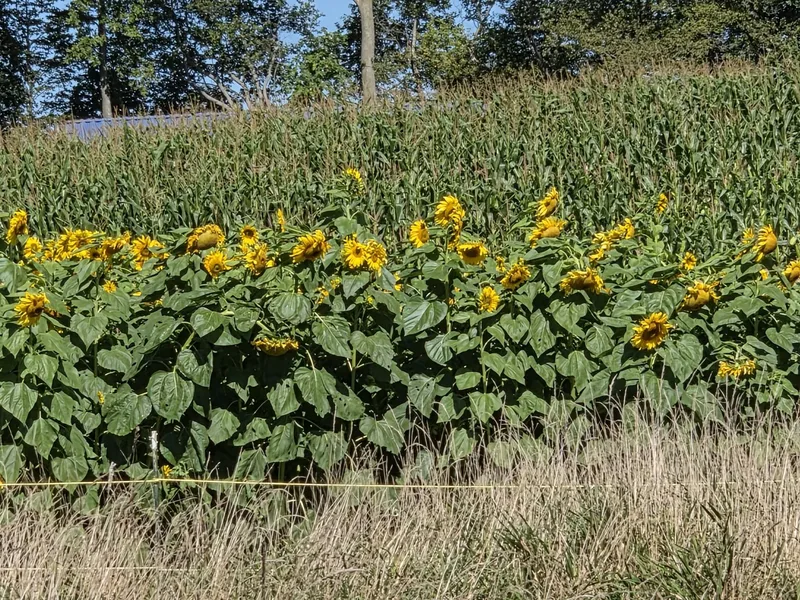 Kodiak Farm photo