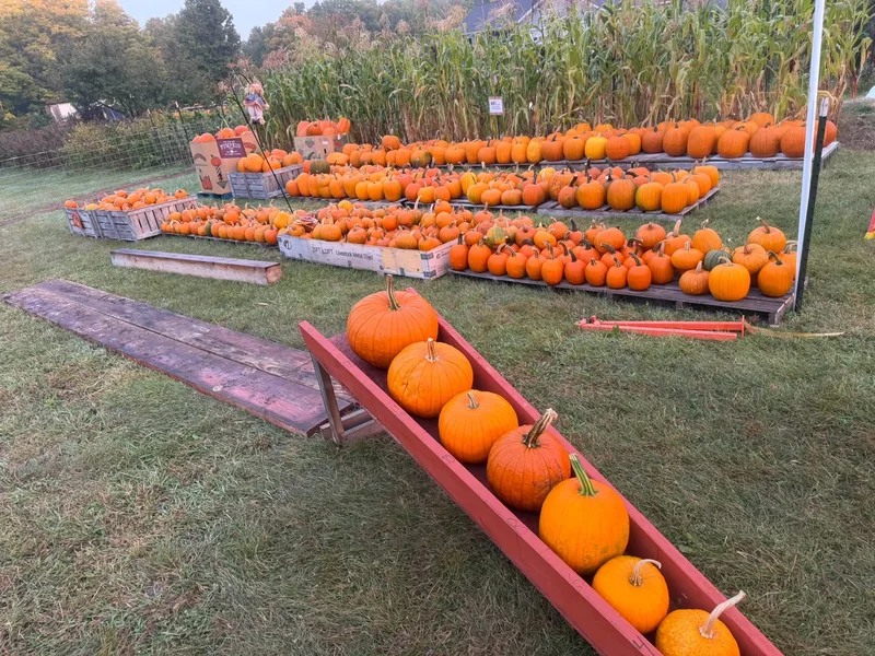 Palosaari Corn Maze & Pumpkin Patch photo