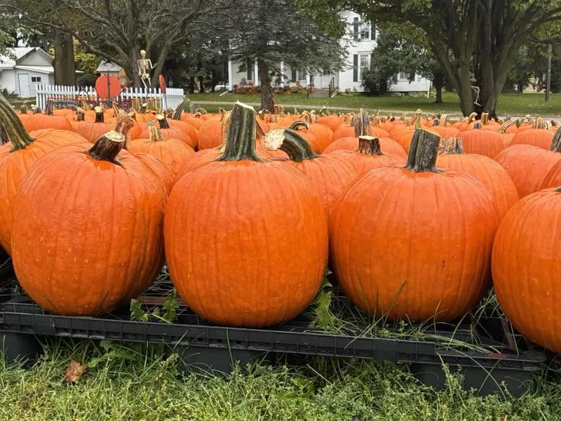 Spragues Pumpkin Patch photo