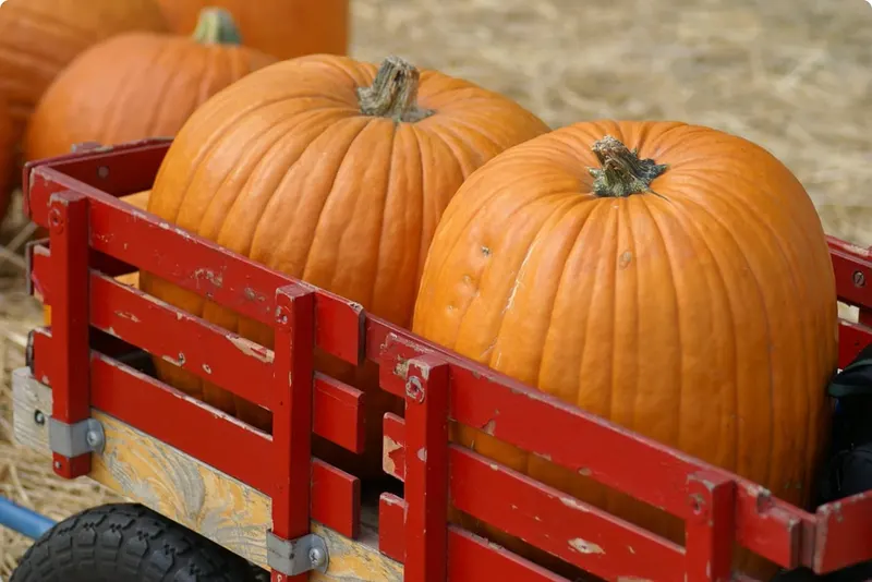 Stickley Family Farms