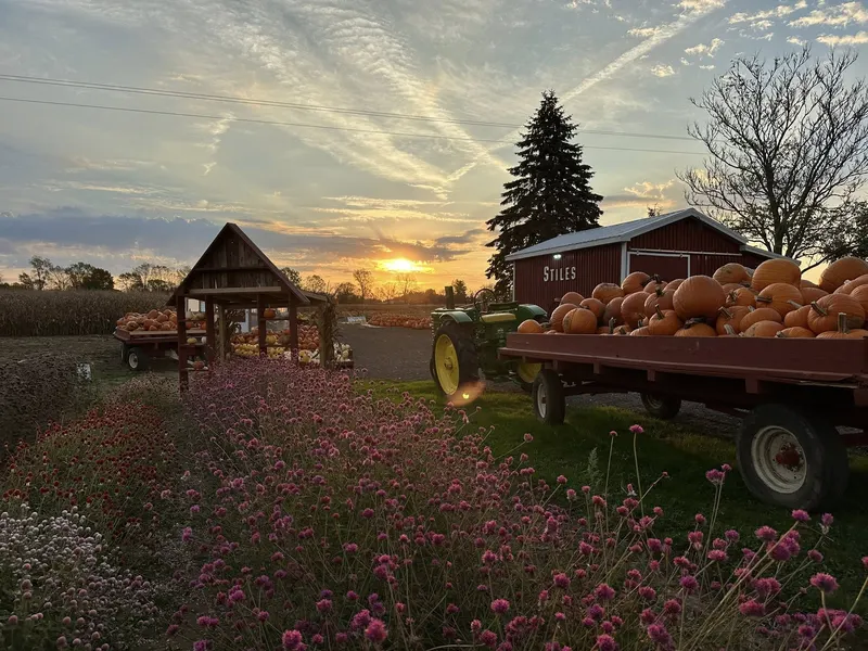 Stiles Pumpkin Farm and Back Road Blossoms