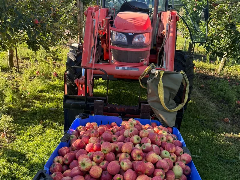 Summersweet Orchard