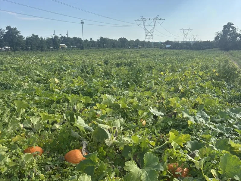 Habiak Farms photo