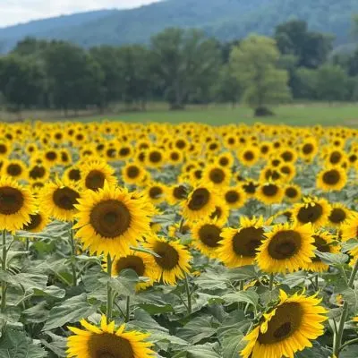 Von Thun's Country Farm Market