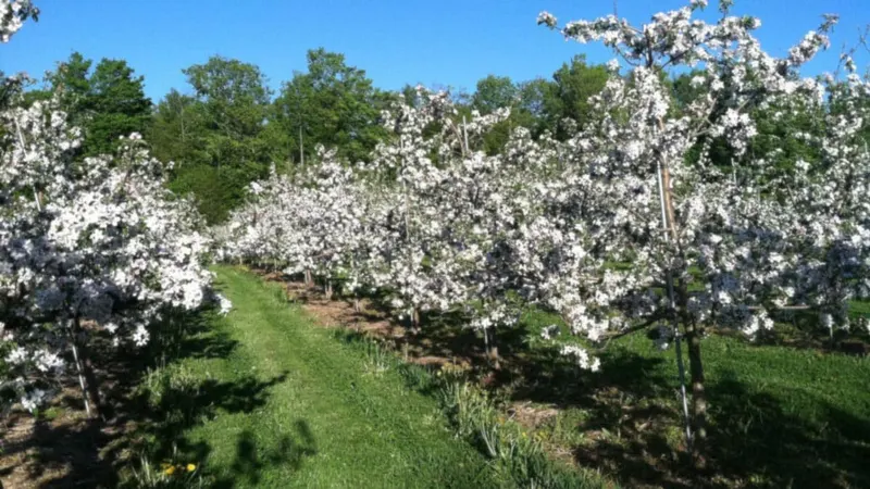 Critz Farms and Critz Farms Brewing & Cider Co. photo
