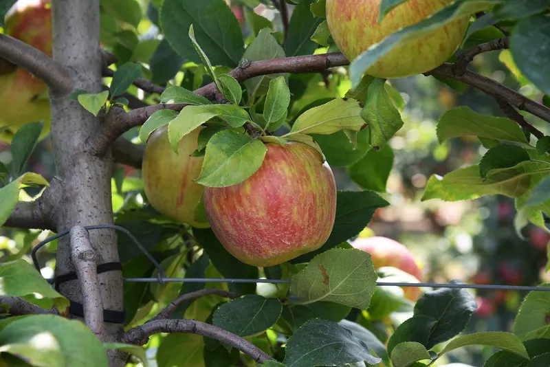 Harbes Farms Jamesport