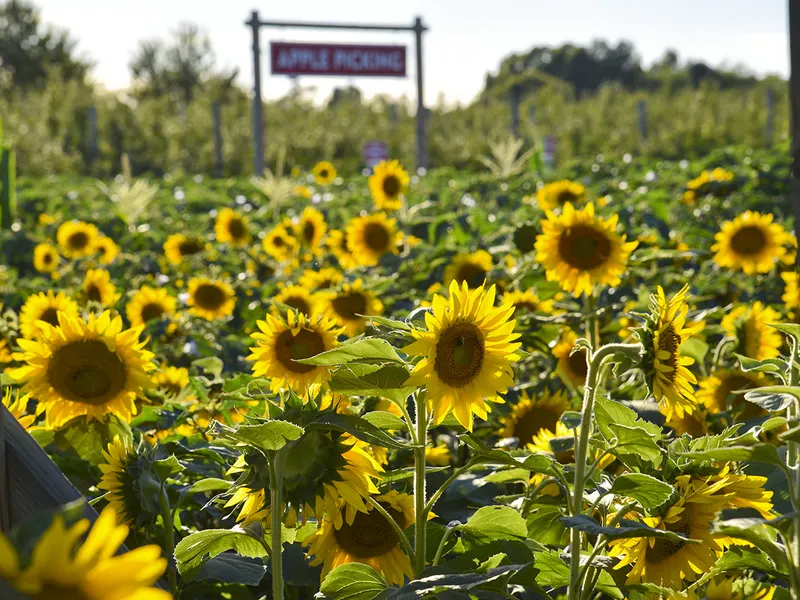 Harbes Farms Jamesport photo