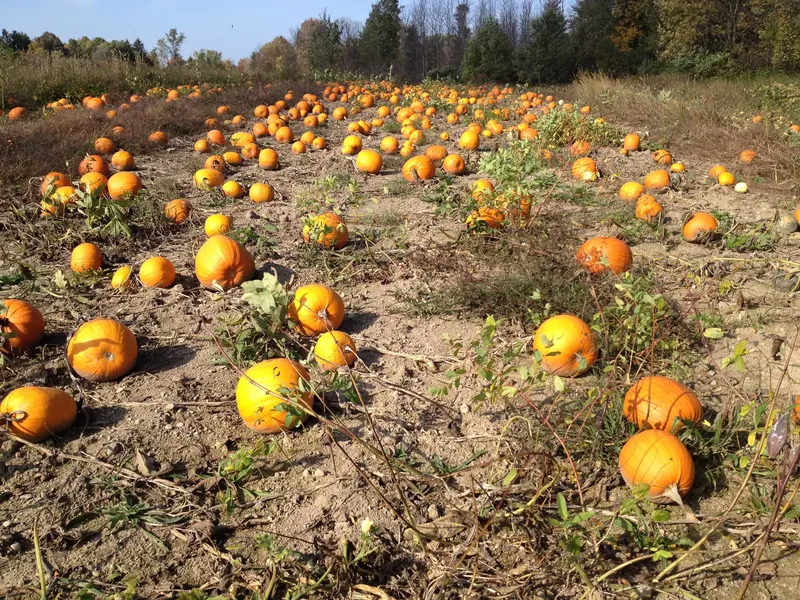 Our Farm