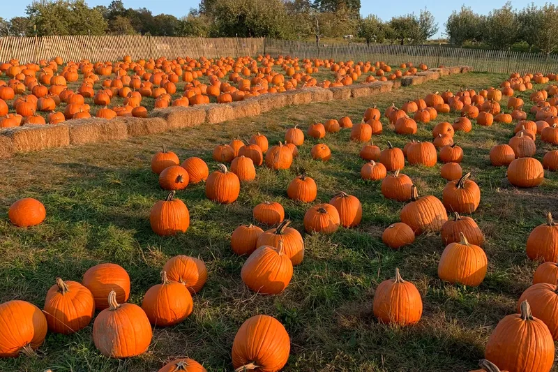 Outhouse Orchards photo