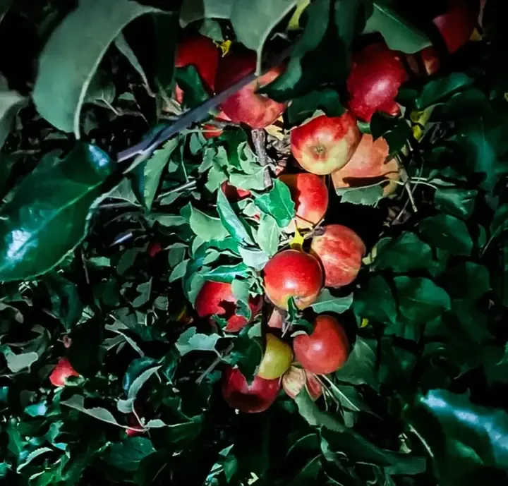 Pennings Orchard