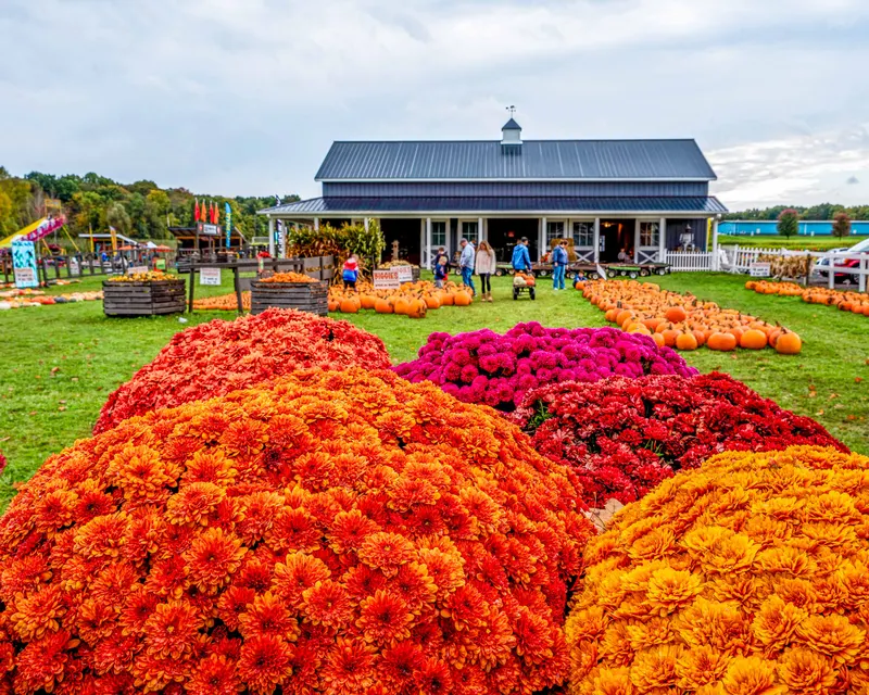 Pick'n Patch & Corn Maze