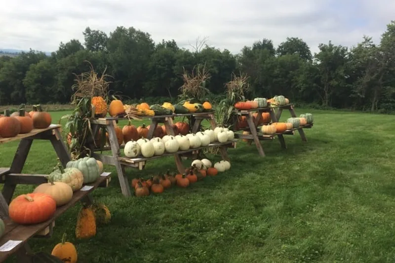Starlight Acres Farm photo