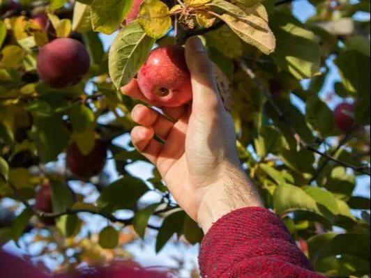 Stone Ridge Orchard