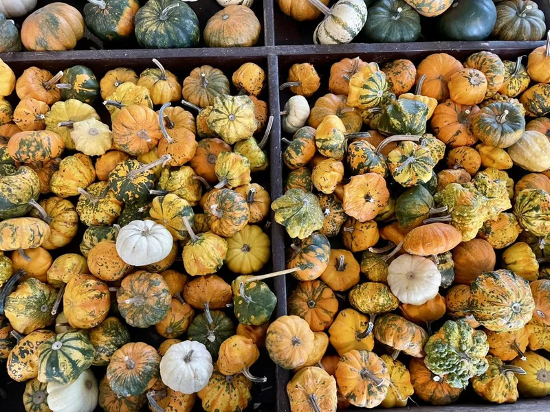 Swartz Orchard