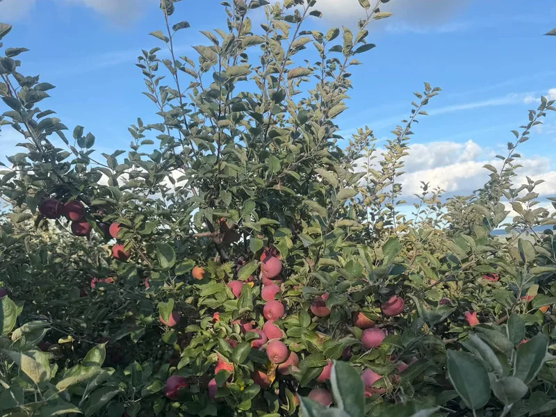 Sweet Acres Orchard