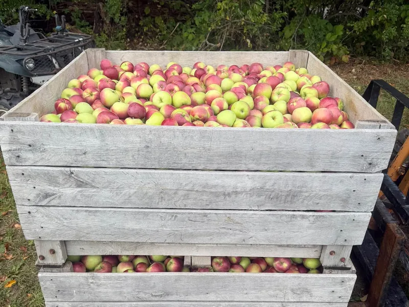Sweet Acres Orchard photo