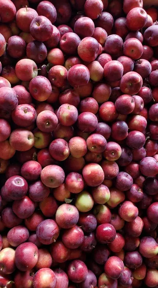 Terrace Mountain Orchard photo