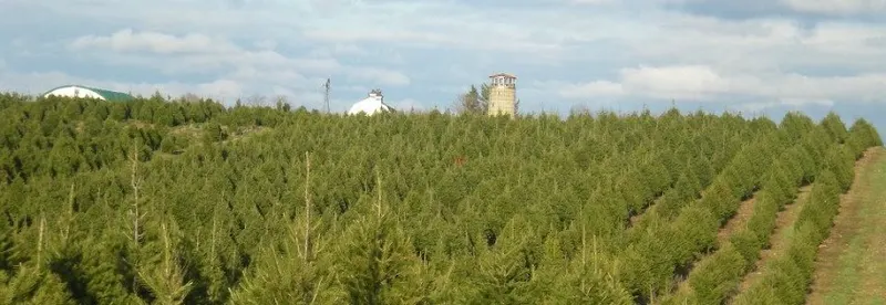 Woody Acres