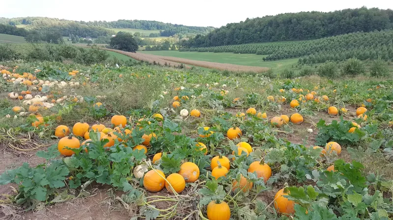 Arrowhead Orchard photo