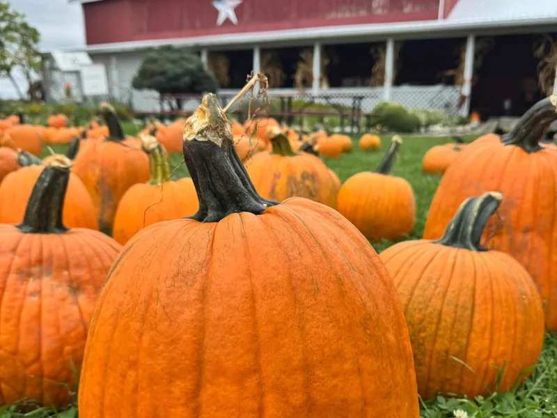 Fulton Farms