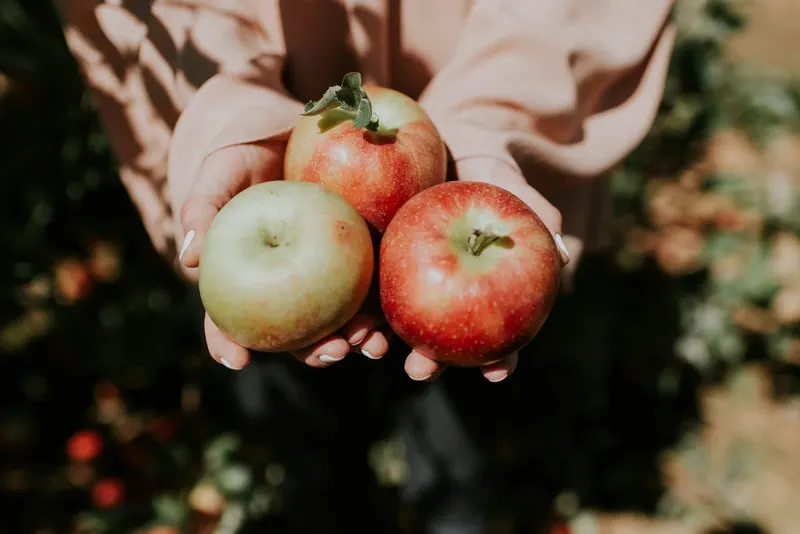 Hartford Orchards Fall Fun