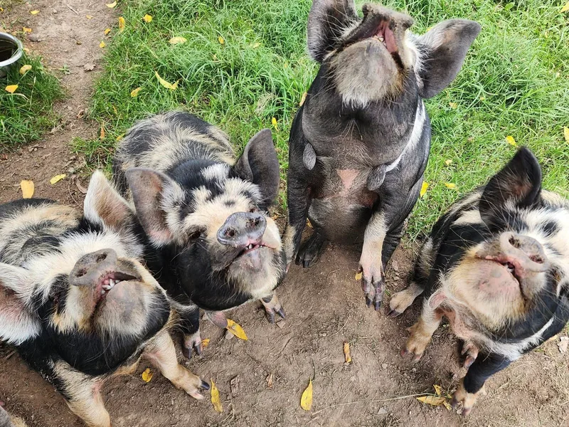 Katie's Pumpkin Barn photo