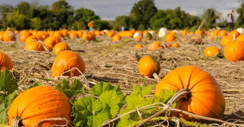 Lehner's Pumpkin Farm