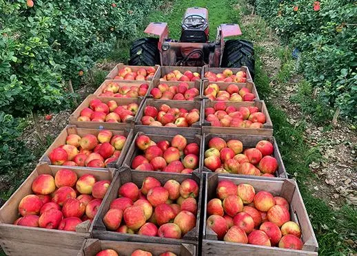 Miller's Apple Hill Ltd.
