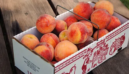 Peifer Orchards photo
