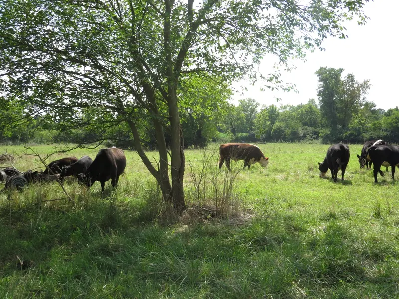 Warrick Farm
