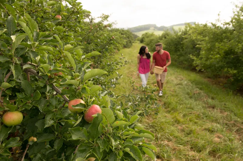 Boyer Nurseries & Orchards